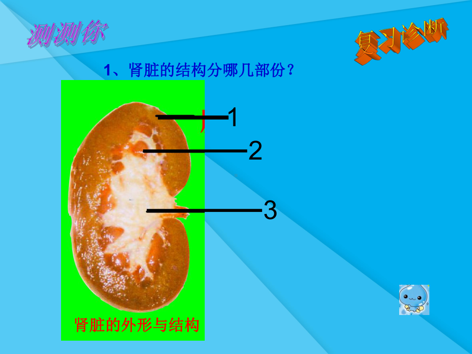 尿液的形成和排出课件1济南版优秀课件.ppt_第2页