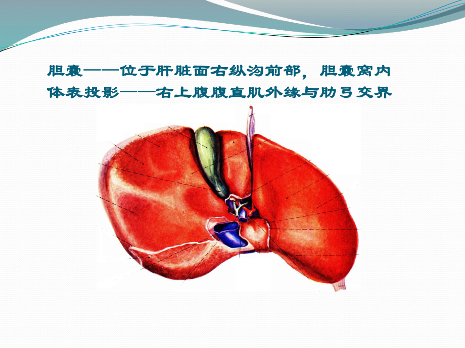 胆脾胰腺学习培训模板课件.ppt_第3页