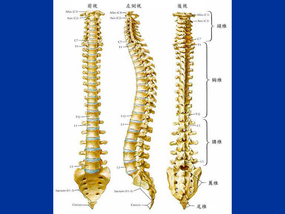 脊椎保健学习培训模板课件.ppt_第2页