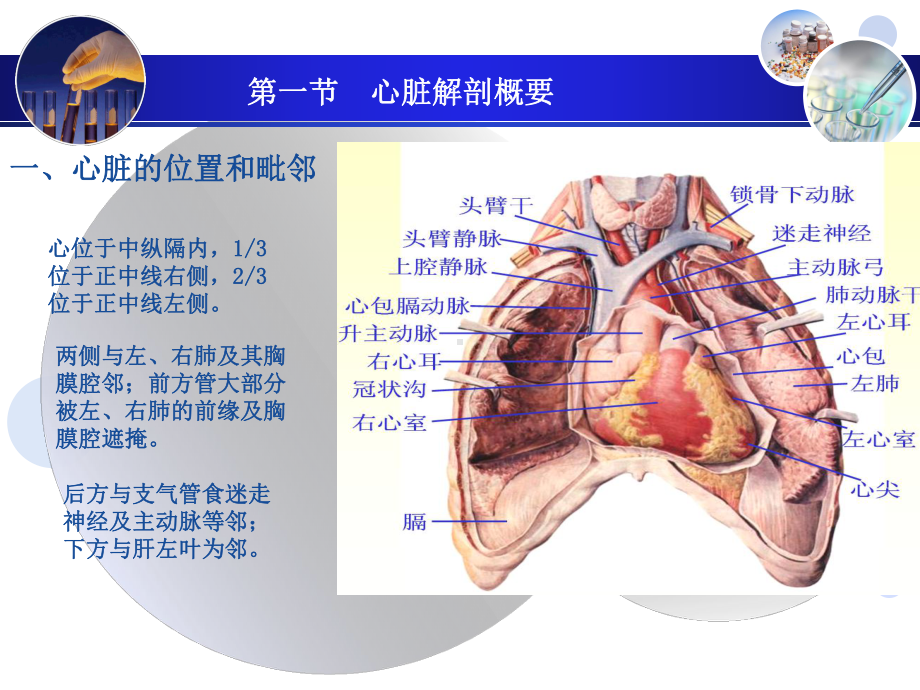 正常超声心动图学习培训模板课件.ppt_第3页