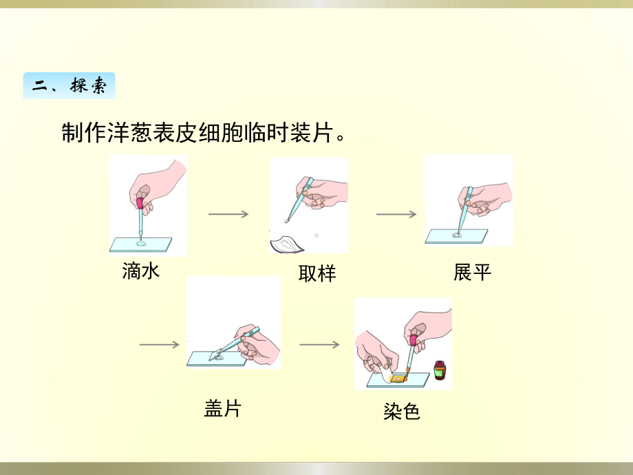 小学科学教科版六年级上册第一单元第4课《观察洋葱表皮细胞》课件（2022新版）.pptx_第3页