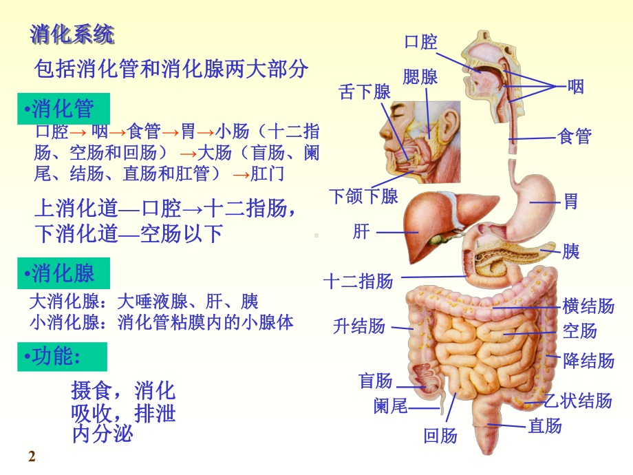 内脏学-消化系统.ppt_第2页