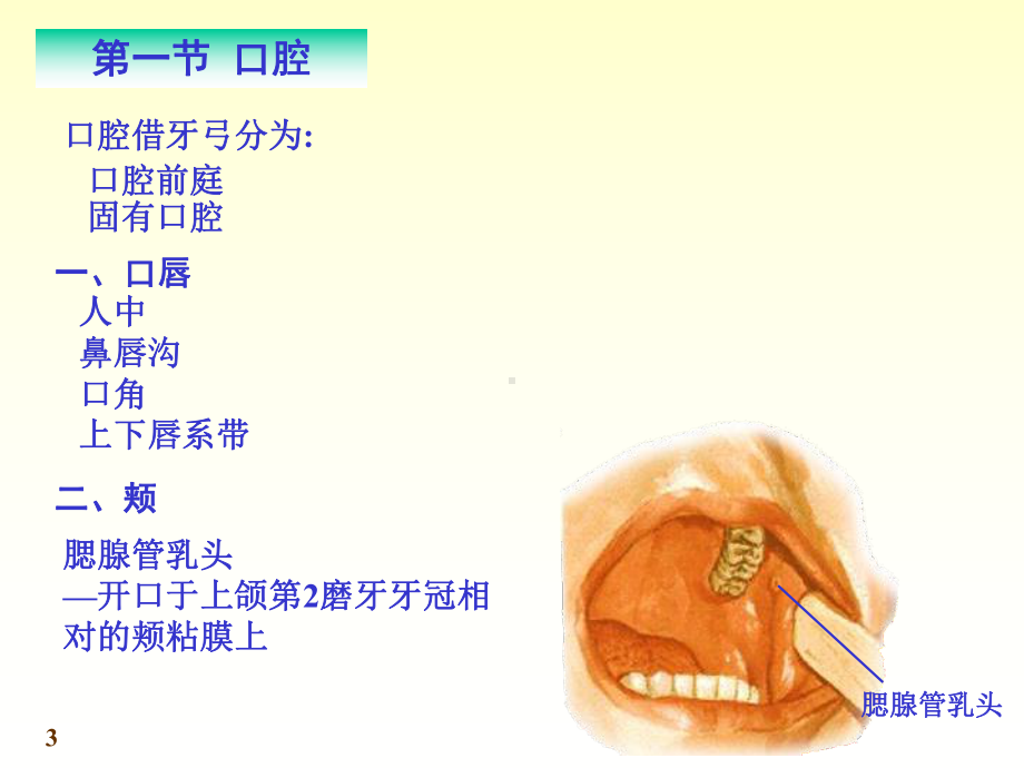 内脏学-消化系统.ppt_第3页