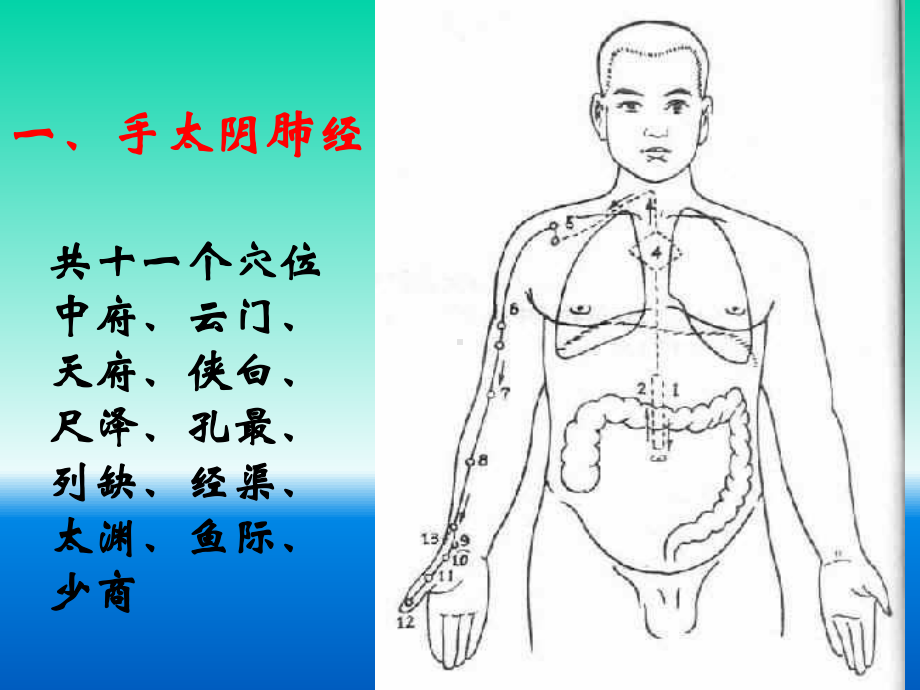 经络腧穴各论参考培训课件.ppt_第2页