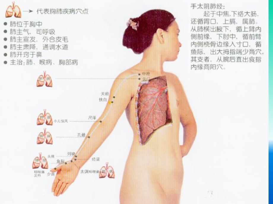 经络腧穴各论参考培训课件.ppt_第3页