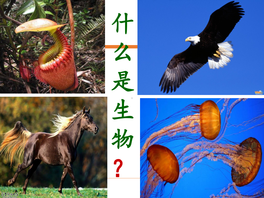 （2019）高一+生物+开学第一课ppt课件(共46张PPT).pptx_第2页