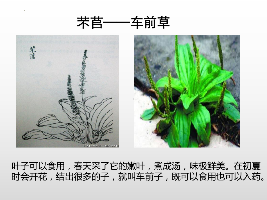 6《芣苢》ppt课件17张- 统编版高中语文必修上册.pptx_第3页