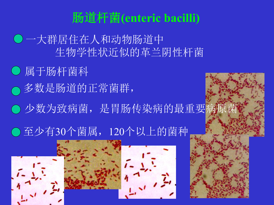 经典课件-肠道杆菌(enteric bacilli).pptx_第1页