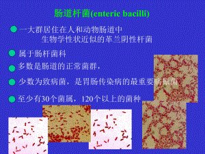 经典课件-肠道杆菌(enteric bacilli).pptx