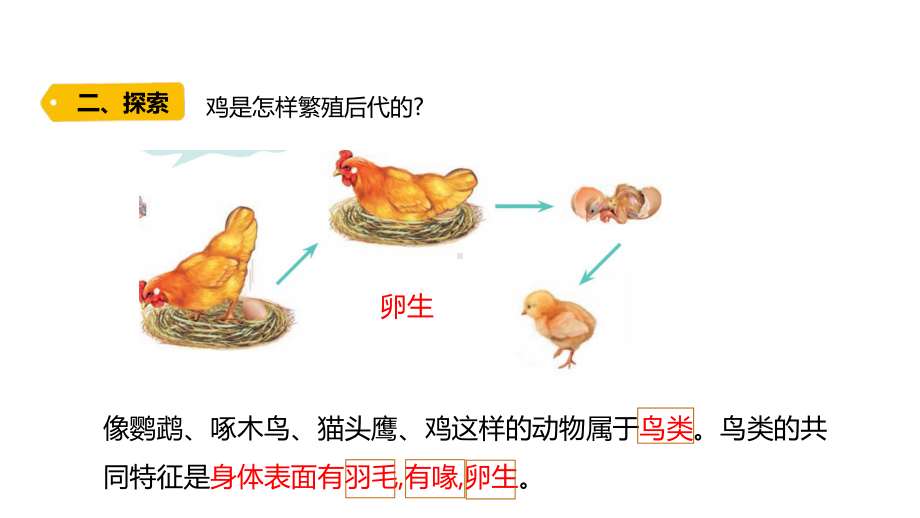 五四制青岛版2022-2023四年级科学上册第一单元第3课《鸟》课件（定稿）.pptx_第3页