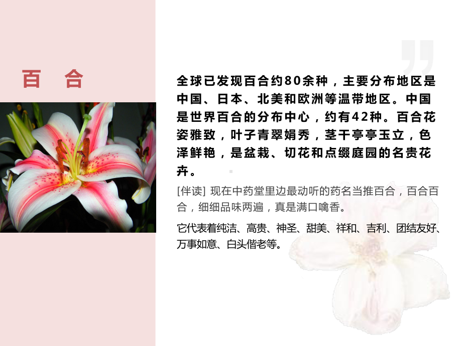 第一单元《百合花》ppt课件(24张PPT)-统编版高中语文必修上册.pptx_第2页