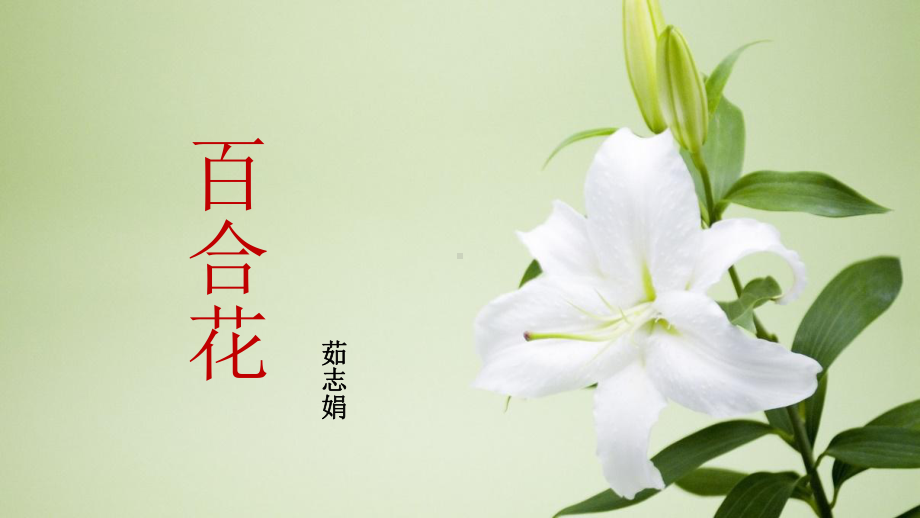 《百合花》ppt课件-统编版高中语文必修上册.pptx_第1页