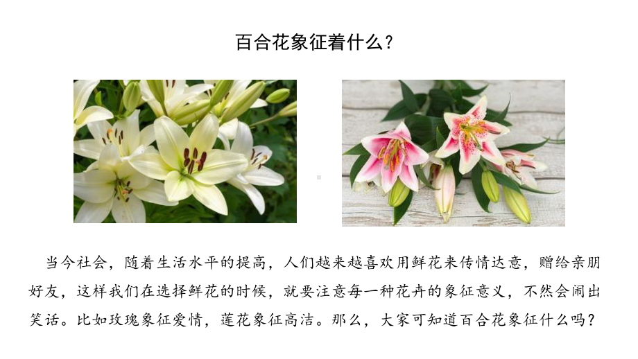 3《 百合花》ppt课件45张-统编版高中语文必修上册.pptx_第2页