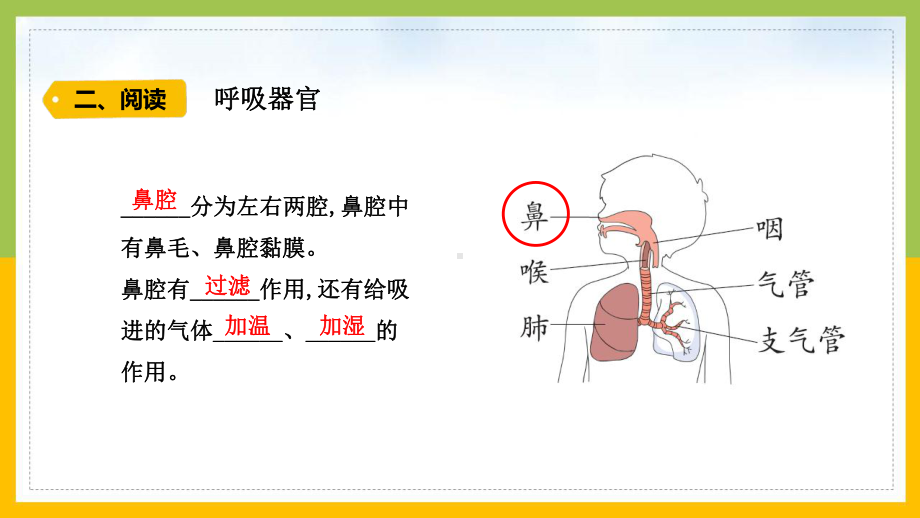 大象版2022-2023四年级科学上册《4-2我们的呼吸器官》课件.pptx_第3页