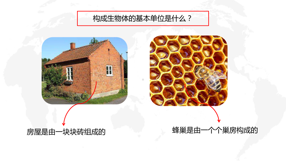 六三制青岛版2022-2023六年级科学上册第一单元《遗传和变异》全部课件（一共3课时）.pptx_第2页