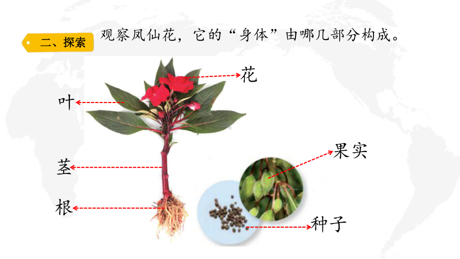 六三制青岛版三年级科学上册第二单元《植物的生活》全部课件（一共4课时）.pptx_第3页