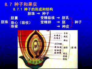 种子果实生活史课件.ppt