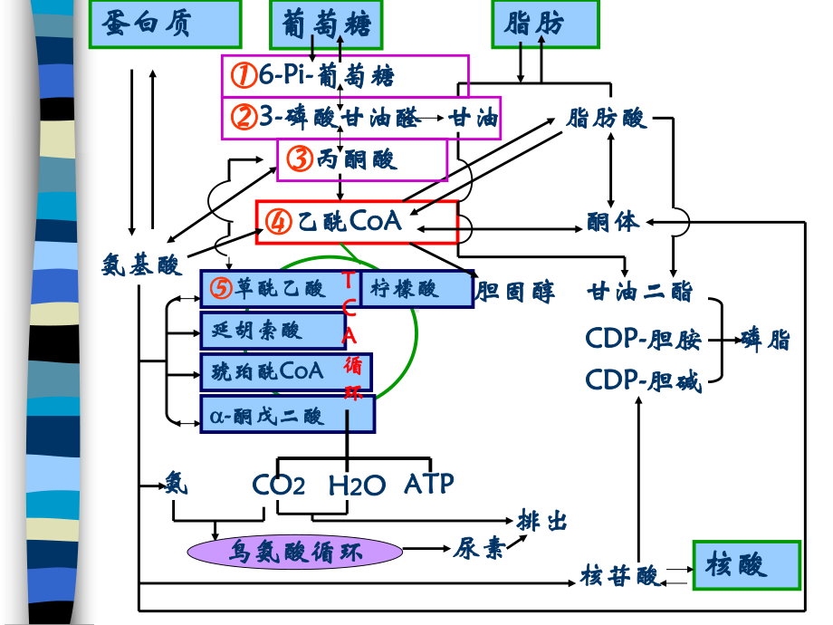 物质代谢的相互联系与调控课件.ppt_第2页