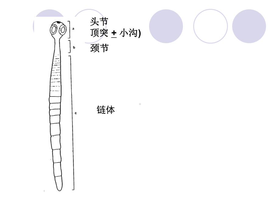 猪带绦虫牛带绦虫短膜壳课件.ppt_第2页