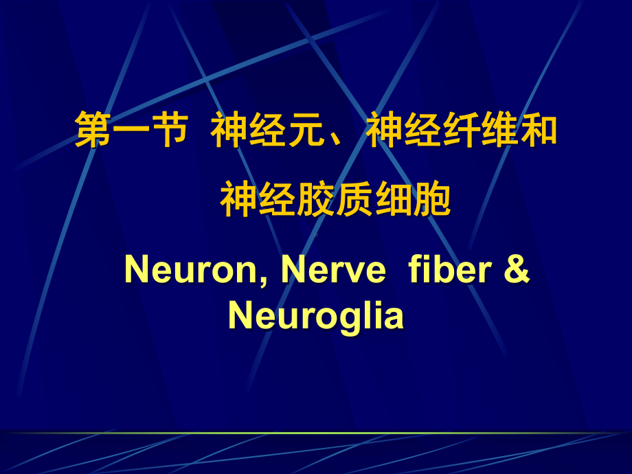 神经元、神经纤维和神经胶质细胞课件.ppt_第1页