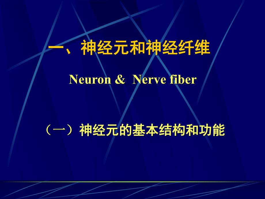 神经元、神经纤维和神经胶质细胞课件.ppt_第2页