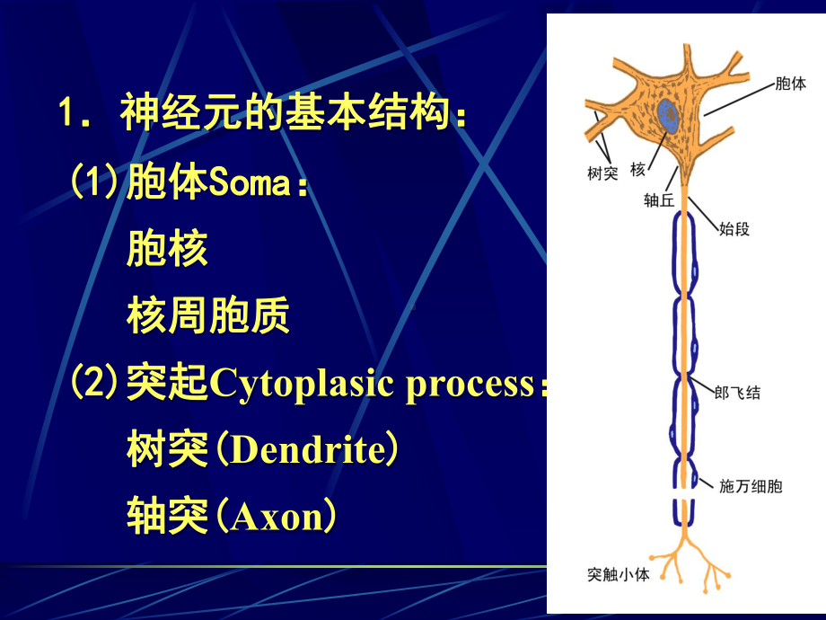 神经元、神经纤维和神经胶质细胞课件.ppt_第3页