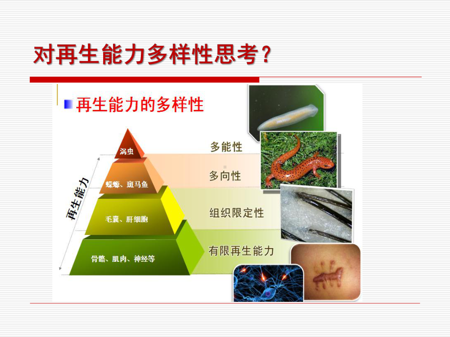 皮肤的再生与修复临床问题和实验现象的思考课件.ppt_第3页