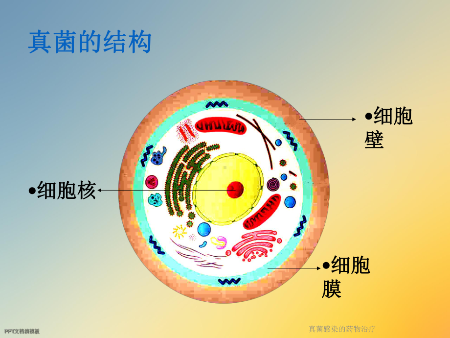 真菌感染的药物治疗课件2.ppt_第3页