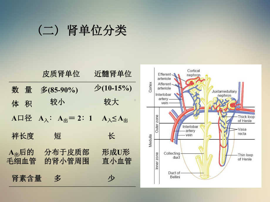 生理学肾脏的排泄功能2021课件.ppt_第3页