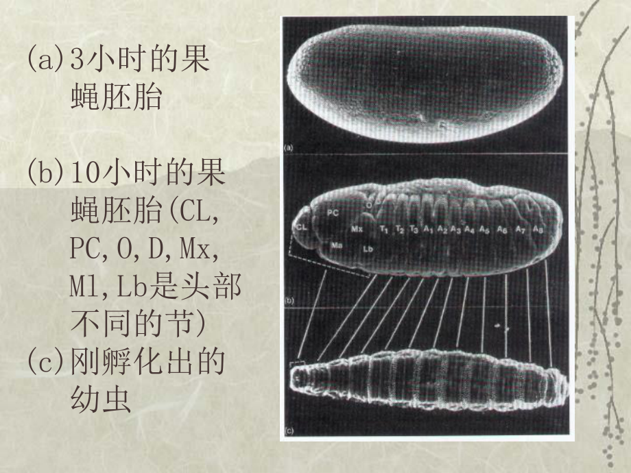 第五节基因的调节作用PPT课件.ppt_第2页