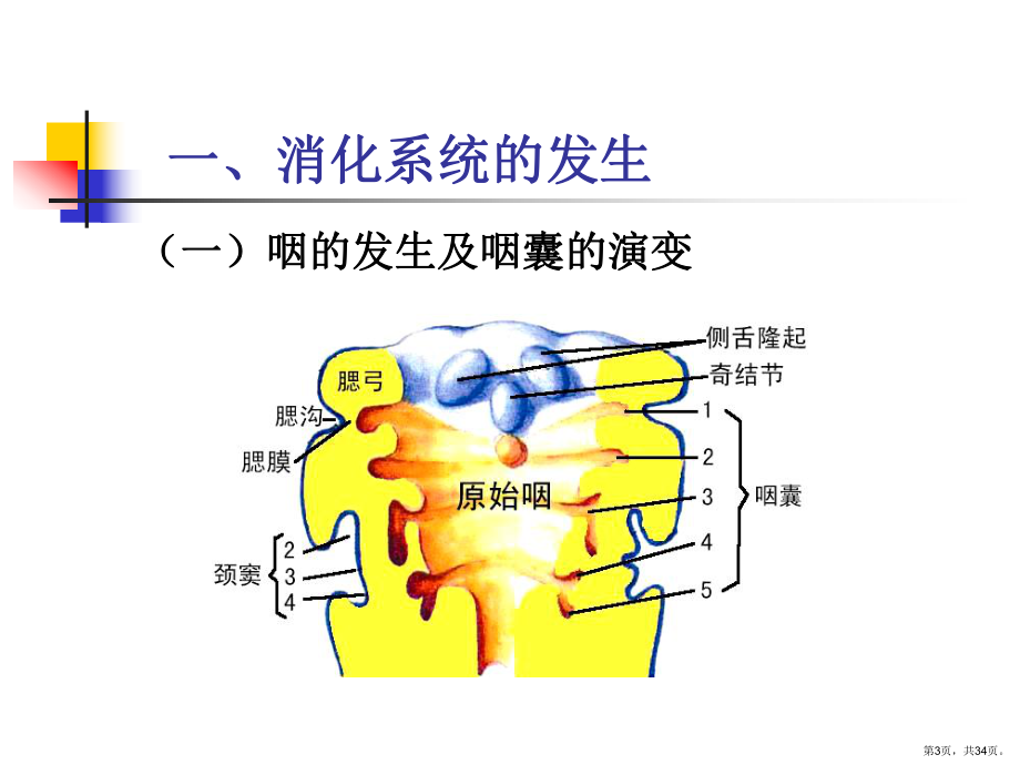 消化系统与呼吸系统的发生课件.ppt_第3页