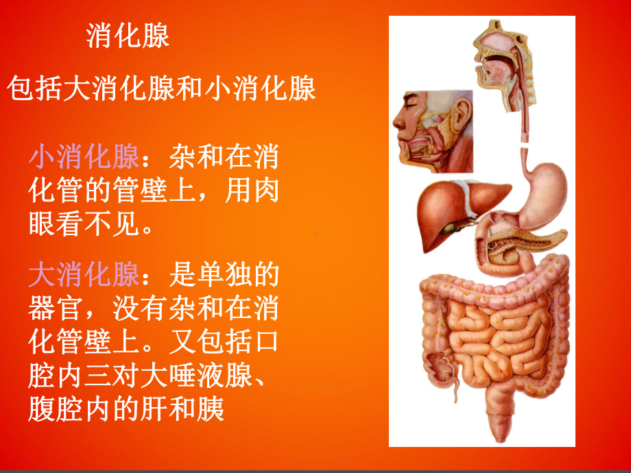 消化腺及腹膜课件.ppt_第1页