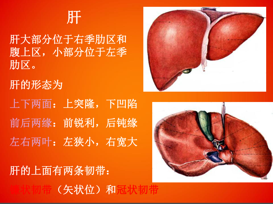 消化腺及腹膜课件.ppt_第2页