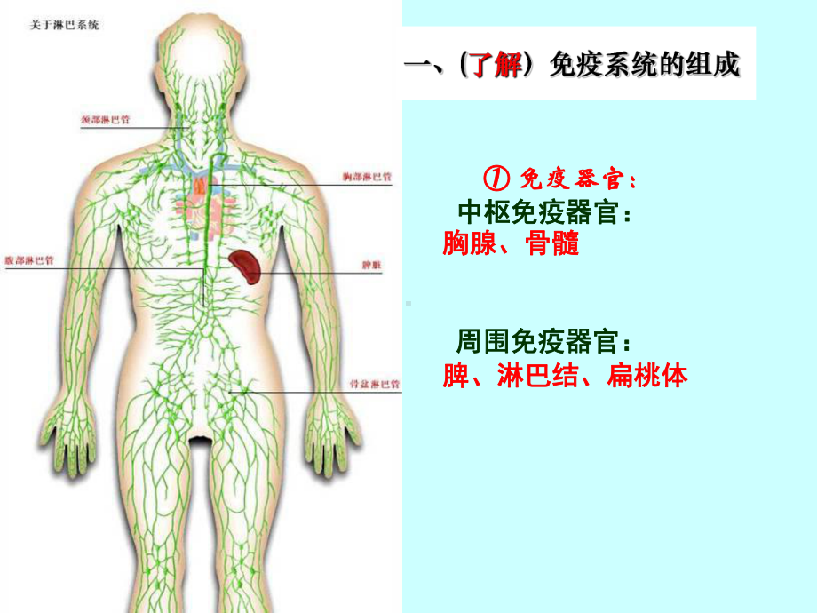 特异性反应免疫应答WKB课件.ppt_第2页