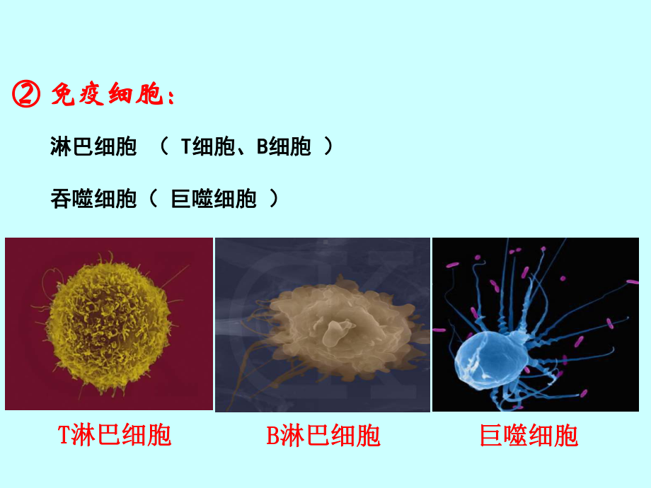 特异性反应免疫应答WKB课件.ppt_第3页