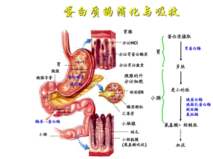 生物化学氨基酸的分解代谢课件.ppt