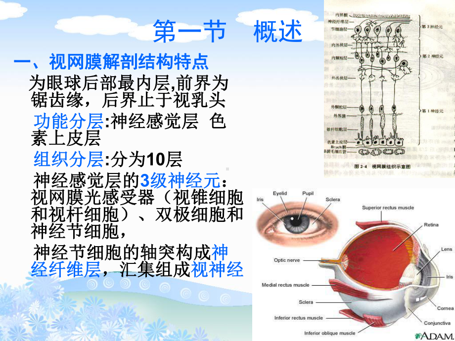 眼科学：视网膜病课件.ppt_第2页