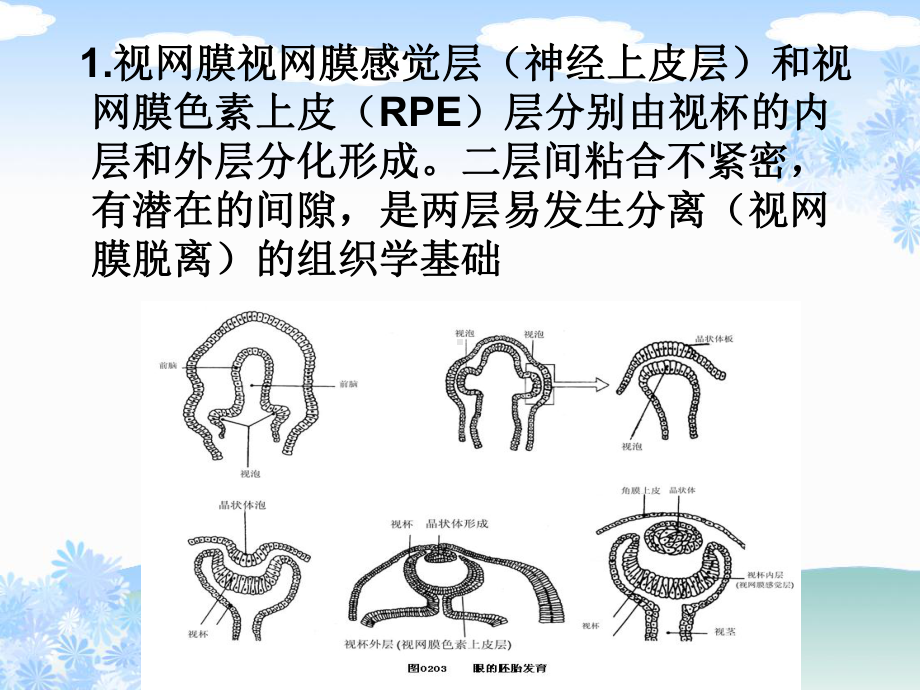 眼科学：视网膜病课件.ppt_第3页