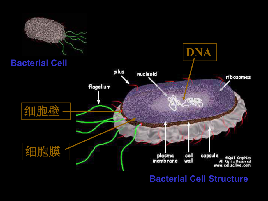 生命的结构基础细胞(新)课件.ppt_第2页