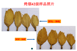 烤烟烟叶等级图库课件.ppt