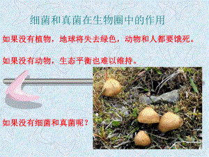 生物：细菌和真菌在生物圈中的作用课件.ppt