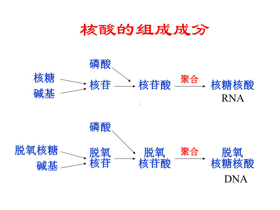 生物化学第13章核酸的结构课件.ppt_第2页