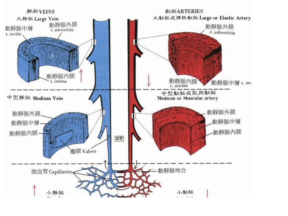 深静脉血栓病人护理课件.ppt_第3页