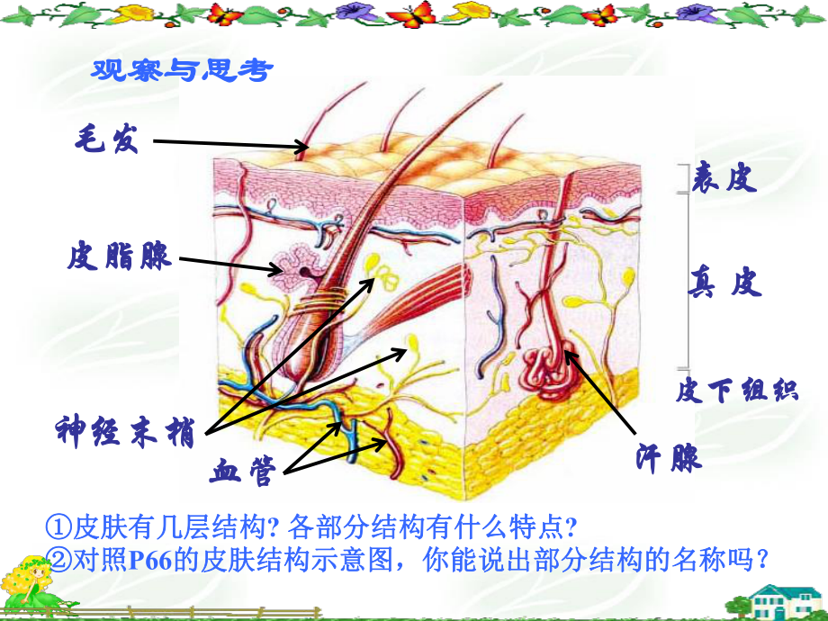 皮肤与汗腺分泌(自用)课件.ppt_第3页