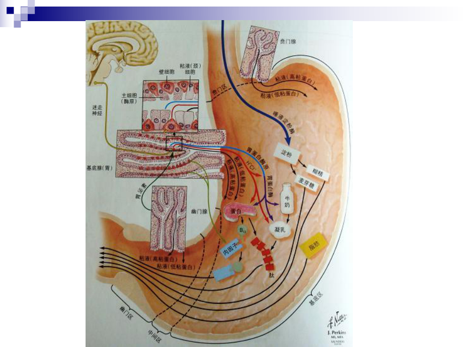 消化系统药物课件2.ppt_第3页