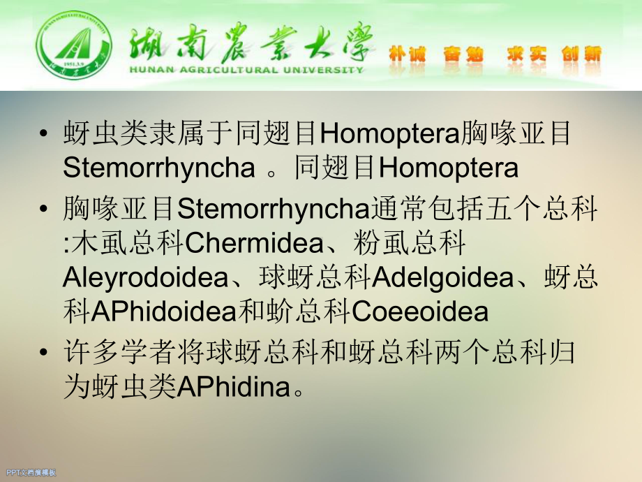 烟草蚜虫识别及蚜茧蜂发生规律课件.ppt_第3页