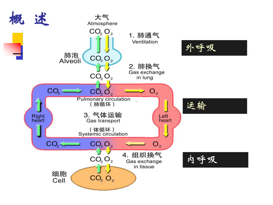 第二篇第十五章呼吸衰竭与呼吸支持技术共113张幻灯片.pptx_第3页