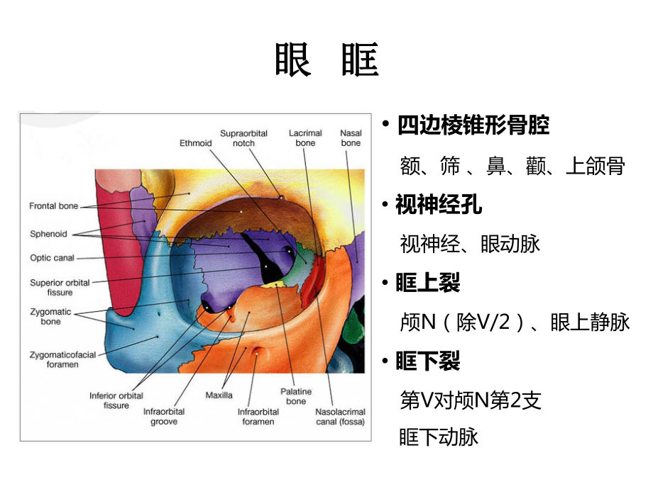 眼部解剖与影像学诊断课件.pptx_第3页