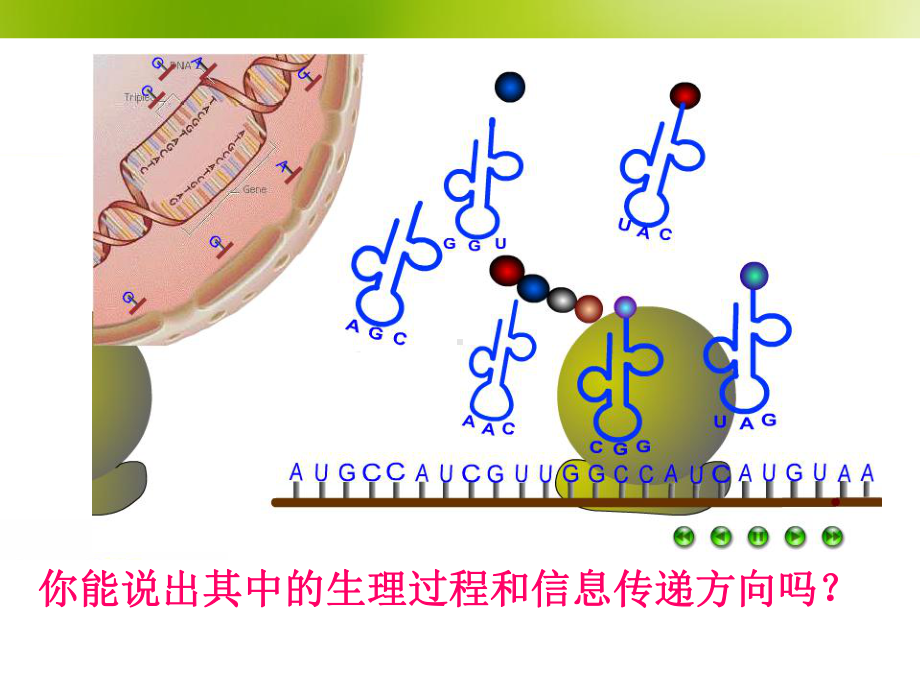 第节基因对性状的控制课件.ppt_第2页