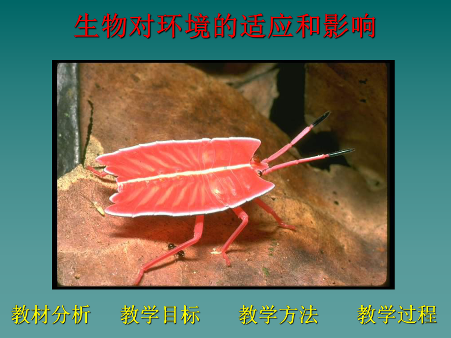 生物对环境的适应和影响全面版课件.ppt_第2页